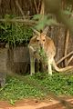 leipzig zoo-01_07_2011_zoo_allgemein_196